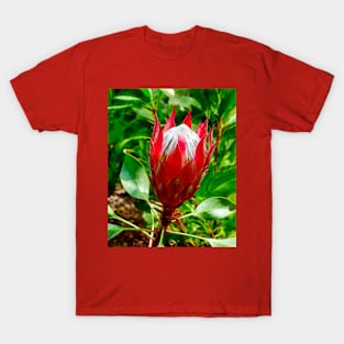 The King Protea T-Shirt